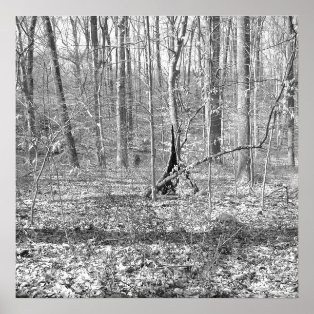 Ridley Creek Staat Park Poster (Vorne)