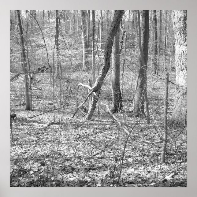 Ridley Creek Staat Park Poster (Vorne)
