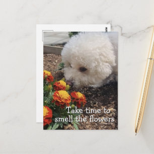 Rieche die Blumen Postkarte