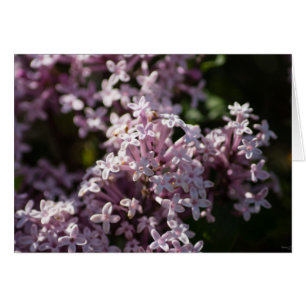 Riechen Sie Lilac