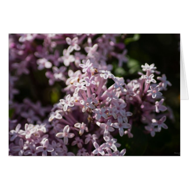 Riechen Sie Lilac (Vorderseite (Horizontal))