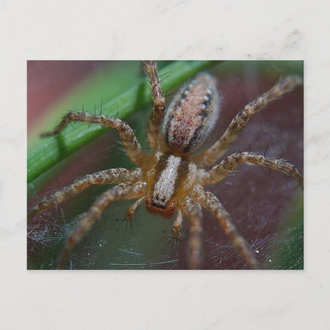 Riege Spider Postkarte (Vorderseite)