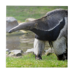 Riese Anteater auf Gras Fliese