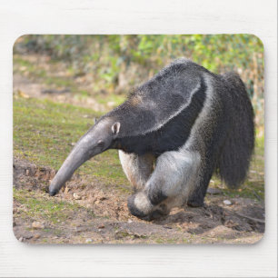 Riese Anteater auf Gras Mousepad
