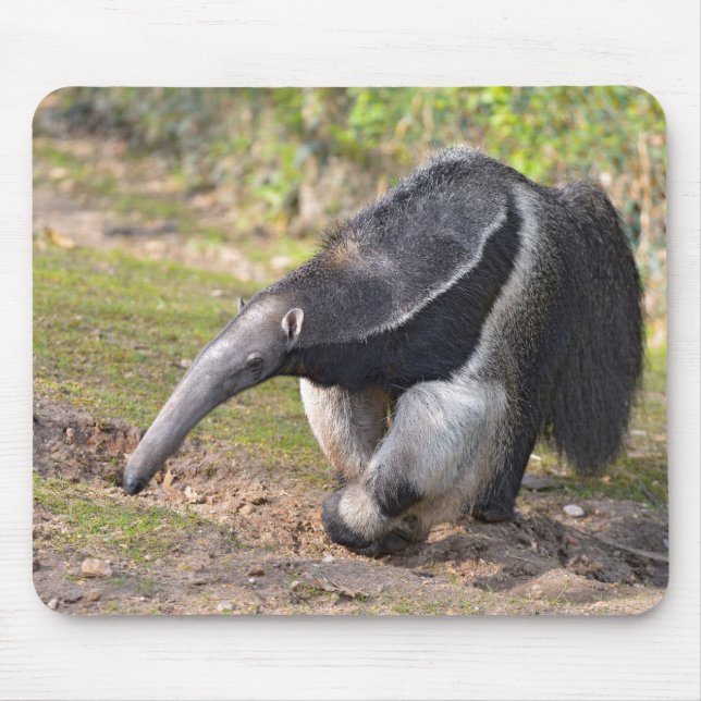 Riese Anteater auf Gras Mousepad (Vorne)