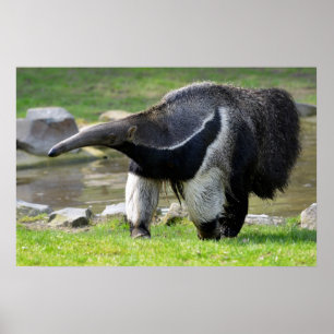 Riese Anteater auf Gras Poster