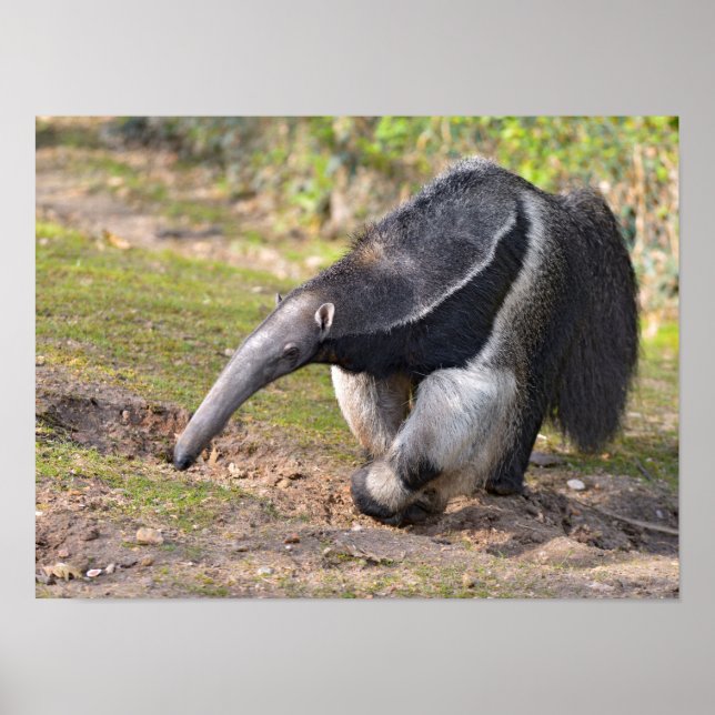 Riese Anteater auf Gras Poster (Vorne)