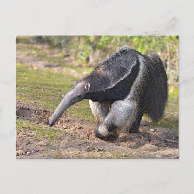 Riese Anteater auf Gras Postkarte (Vorderseite)