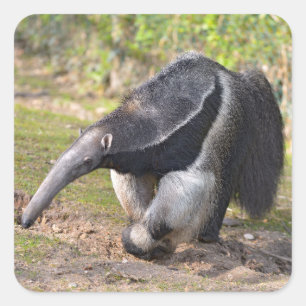 Riese Anteater auf Gras Quadratischer Aufkleber