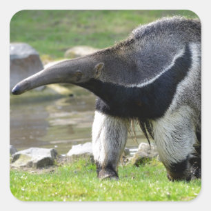 Riese Anteater auf Gras Quadratischer Aufkleber