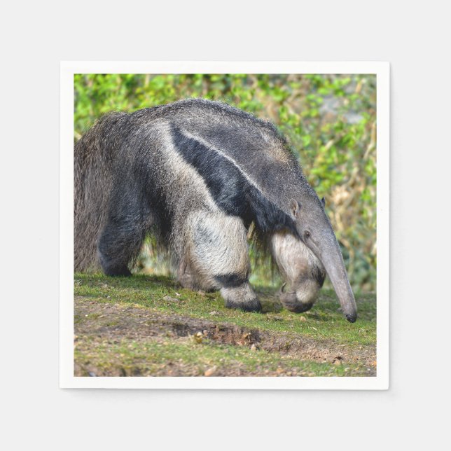 Riese Anteater auf Gras Serviette (Vorderseite)