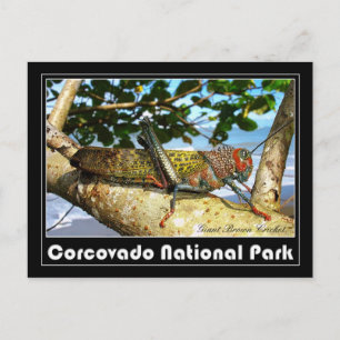 Riese Brown Cricket, Nationalpark Corcovado Postkarte