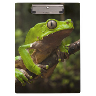 Riesen-Blattfrosch Phyllomedusa bicolor) Klemmbrett