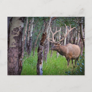 Riesen-Elch-Foto Postkarte