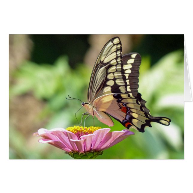 Riesen-Frack-Butterfly (Vorderseite (Horizontal))