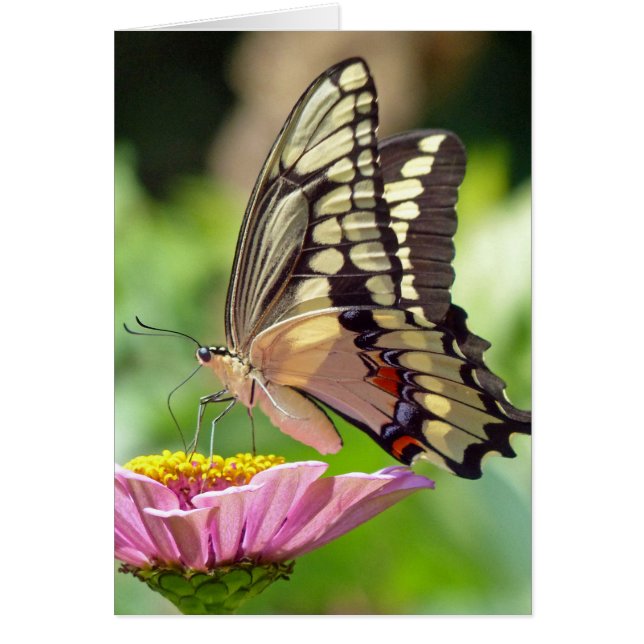 Riesen-Frack-Butterfly (Vorne)