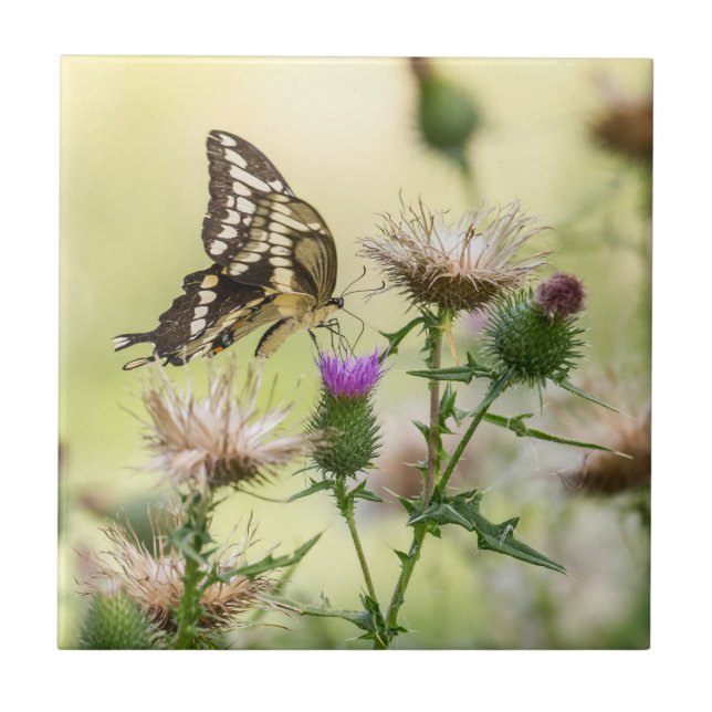 Riesen-Frack-Butterfly Fliese (Vorderseite)