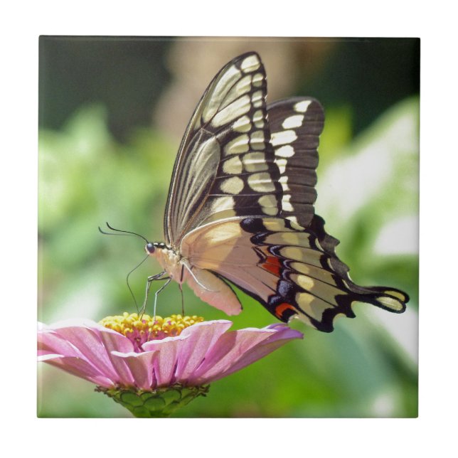 Riesen-Frack-Butterfly Fliese (Vorderseite)