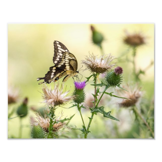 Riesen-Frack-Butterfly Fotodruck (Vorne)