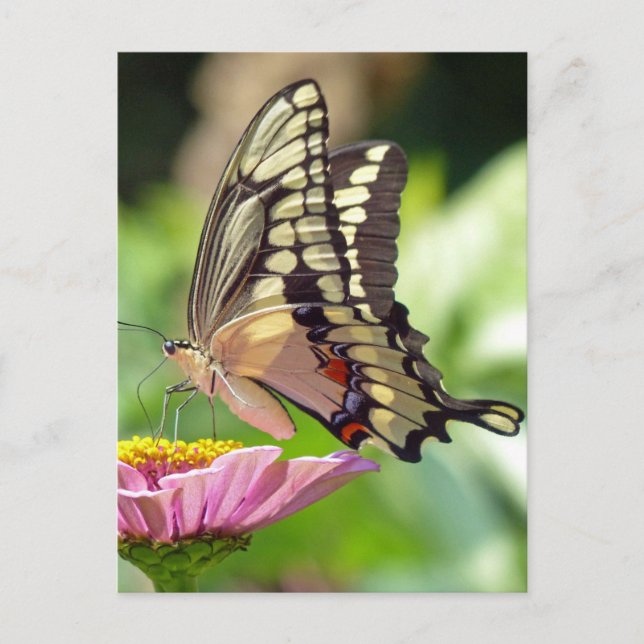 Riesen-Frack-Butterfly Postkarte (Vorderseite)