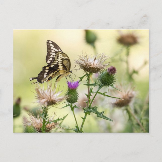 Riesen-Frack-Butterfly Postkarte (Vorderseite)