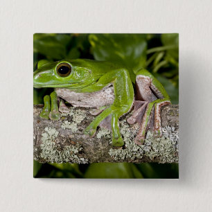 Riesen-Gleitfrosch, Polypedates dennysi ssp, Button