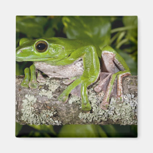 Riesen-Gleitfrosch, Polypedates dennysi ssp, Magnet