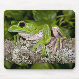 Riesen-Gleitfrosch, Polypedates dennysi ssp, Mousepad