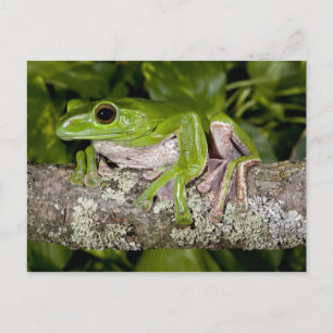 Riesen-Gleitfrosch, Polypedates dennysi ssp, Postkarte