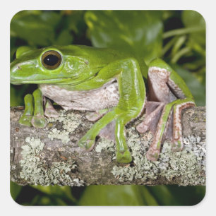 Riesen-Gleitfrosch, Polypedates dennysi ssp, Quadratischer Aufkleber