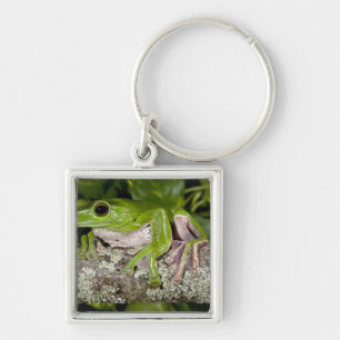 Riesen-Gleitfrosch, Polypedates dennysi ssp, Schlüsselanhänger