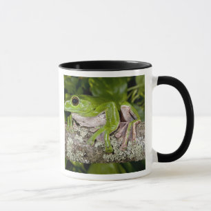 Riesen-Gleitfrosch, Polypedates dennysi ssp, Tasse