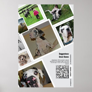 Riesen Great Dane Zucht Promotion Poster