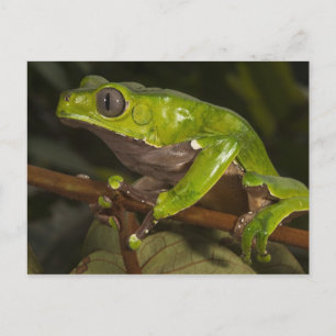 Riesen-Laubfrosch Phyllomedusa bicolor) 3 Postkarte