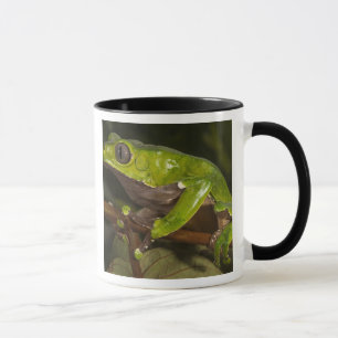 Riesen-Laubfrosch Phyllomedusa bicolor) 3 Tasse