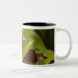 Riesen-Laubfrosch Phyllomedusa bicolor) 3 Zweifarbige Tasse