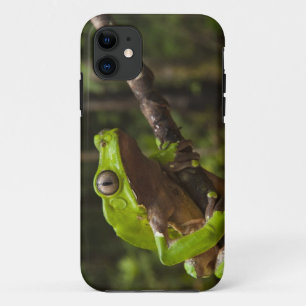 Riesen-Laubfrosch Phyllomedusa bicolor) iPhone 11 Hülle