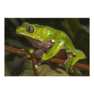 Riesen-Laubfrosch Phyllomedusa bicolor) Fotodruck