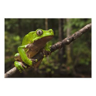 Riesen-Laubfrosch Phyllomedusa bicolor) Fotodruck