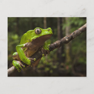 Riesen-Laubfrosch Phyllomedusa bicolor) Postkarte