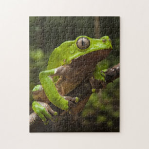Riesen-Laubfrosch Phyllomedusa bicolor) Puzzle