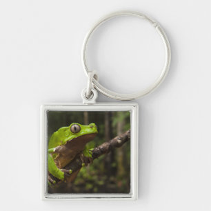 Riesen-Laubfrosch Phyllomedusa bicolor) Schlüsselanhänger