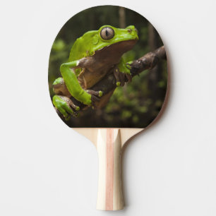 Riesen-Laubfrosch Phyllomedusa bicolor) Tischtennis Schläger