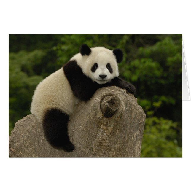 Riesen-Panda-Baby (Vorderseite (Horizontal))