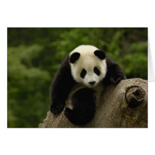 Riesen-Panda-Baby
