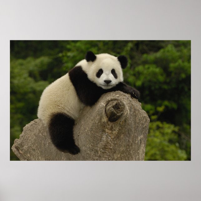 Riesen-Panda-Baby Poster (Vorne)
