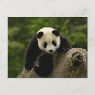 Riesen-Panda-Baby Postkarte