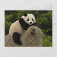 Riesen-Panda-Baby