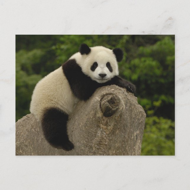 Riesen-Panda-Baby Postkarte (Vorderseite)