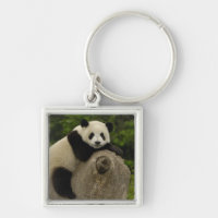 Riesen-Panda-Baby